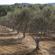 France Olive