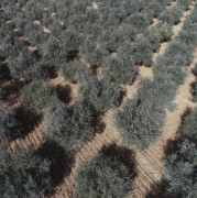 France Olive