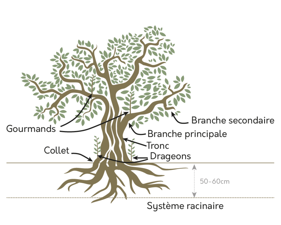 Connaissance de l'arbre