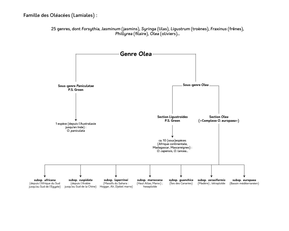 Connaissance de l'arbre