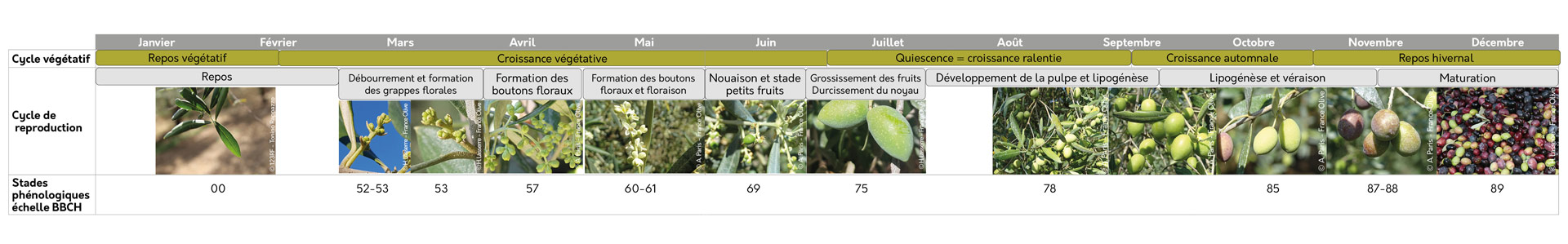 Cycle reproductif de l'olivier