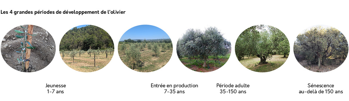 Cycle de d&eacute;veloppement de l'olivier - &eacute;tapes de vie