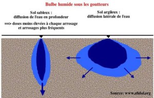 afidol org wp content uploads 450px bulbe humide sous goutteurs 300x191 jpg