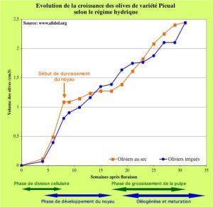 La division et l'expansion cellulaires dans la croissance des fruits d'olivier